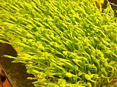 活体豆苗-湊湊火锅·茶憩(打浦桥日月光店)