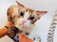 -喵汪宠物生活馆(涞坊路店)