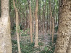 -嘉北郊野公园