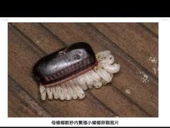 脆炸-青花亭 Aobana HK