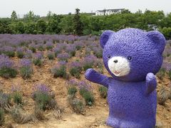 -大塘金香草谷