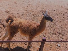 -石家庄市动物园