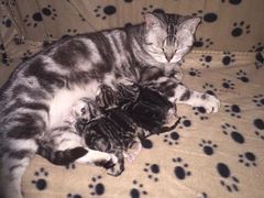 -爱宠屋pet shop·宠物洗澡·宠物美容