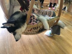 -Husky Go! 哈士奇体验馆·宠物咖啡厅狗咖