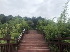 -铁山坪森林公园