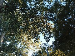 -北京大学燕东园