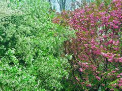 -长白岛森林公园