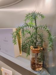 -栖SPA·ONDA ·海菲秀·皑皑科技美肤中心