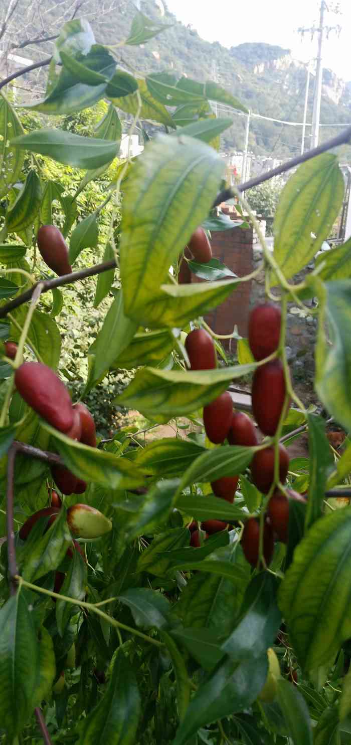 红烧肉刀削面(金枫儒苑店)-"又便宜又好吃量又足!