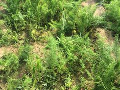 -杨柳青园艺科技博览园