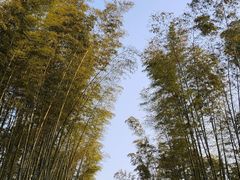 -蜀南竹海景区