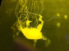 -锦艺城海洋馆
