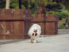 -超宠爱宠物摄影-Super pet