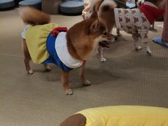 -逗柴咖啡屋·狗咖猫咖宠物桌游