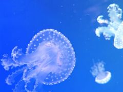 -海合安青岛极地海洋公园