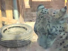 -青藏高原野生动物园
