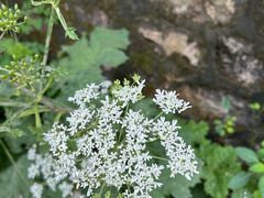 -鲁山国家森林公园