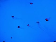 -沈阳海洋探索中心