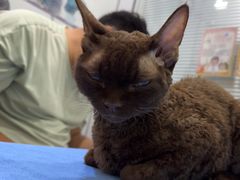 -pd派德宠物中心医院24H急重症·眼科中心·血液透析中心(嵩山北路店)