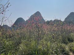 -靖西鹅泉风景区