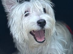 -宠爱国际动物医院· 猫科· 外科·中兽医(长白店)