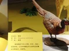-枫叶小镇奥特莱斯