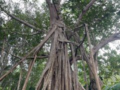 -中国科学院西双版纳热带植物园