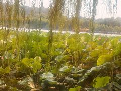 -湖畔居茶楼(湖滨店)