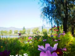 -野鸭湖国家湿地公园