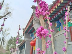 -后海公园