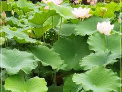 -金银湖国家城市湿地公园