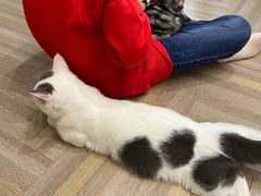 -酷豆宠物咖啡·宠物美食·撸猫馆