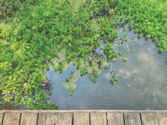 -桤木河湿地公园