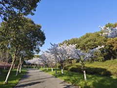 -贡湖湾湿地公园
