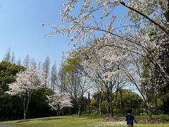-上海滨江森林公园