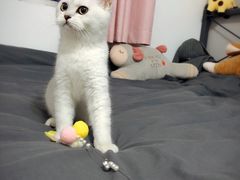 -猫大福·Fortune Cat猫舍(百子湾店)