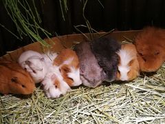 -藦茜花园宠物主题亲子互动体验馆(国顺东路店)