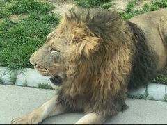 -北京野生动物园