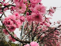 -天适樱花悠乐园