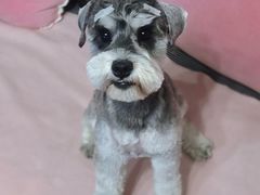 -安安宠医·安烨宠物医院·宠物保险(北仑分院)