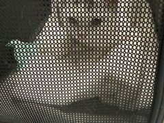 -纳吉亚猫专科动物诊疗中心(蒋宅口分院)