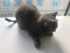 -西安京西宠物医院·瘫痪·疑难杂症