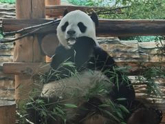 -西霞口神雕山野生动物世界