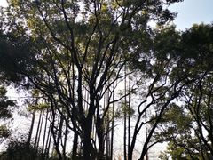 -上海醉白池公园
