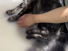 -FAELING PETS美天灵宠物(合生汇店)