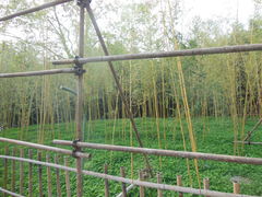 -紫竹院公园冰场