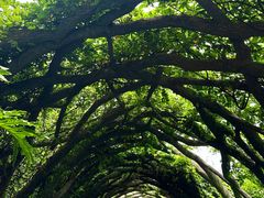 -广西壮族自治区药用植物园