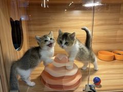-猫十亿·布偶金渐层·曼基康矮脚猫舍(青年路店)