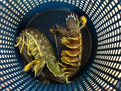 -美香海鲜饭店