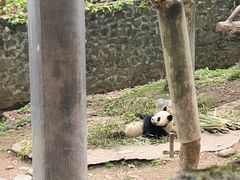 -都江堰中华大熊猫苑